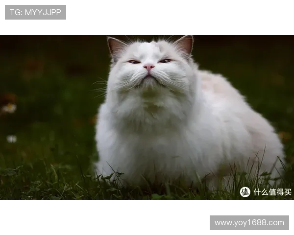 猫咪意外成足球明星引发热议网友纷纷点赞其超凡球技与可爱形象